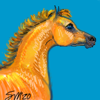 Arabian Foal to Color