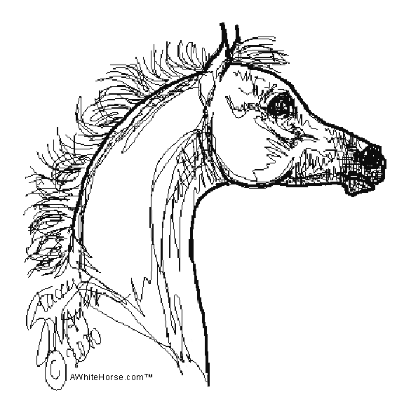 Arabian Foal Portrait to Color