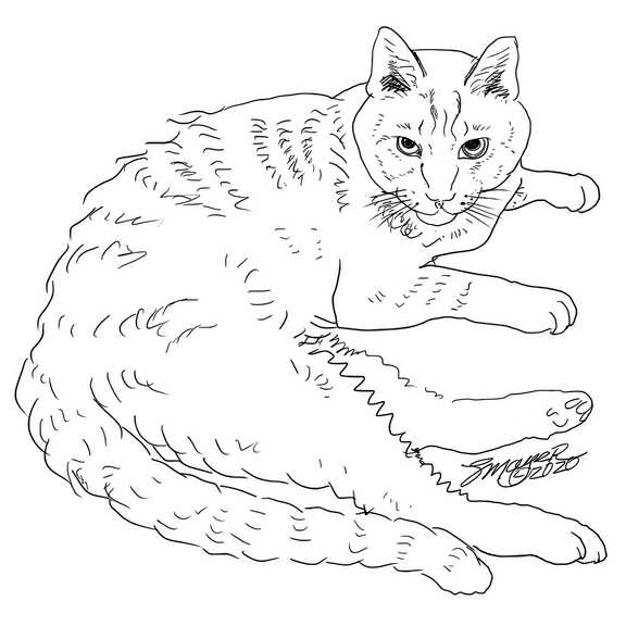 American Shorthair Cat - Skimbles to print and color
