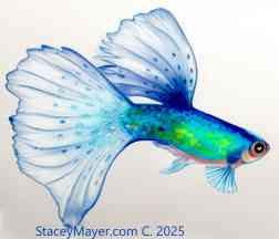 Guppies Tropical Fish to Color