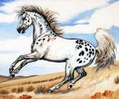 Downloadable Appaloosa horse to print and color