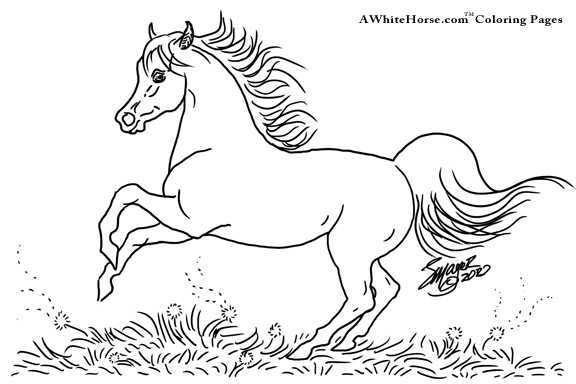 Galloping Miniature Horse to Color