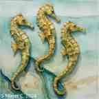 trio of seahorses to color