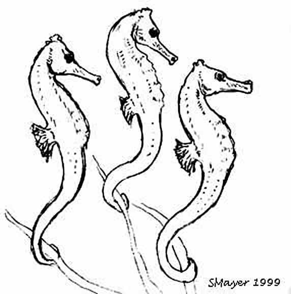 A trio of sea dragons to print and color by Stacey Mayer