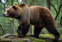 Wild Grizzly Bear to Color