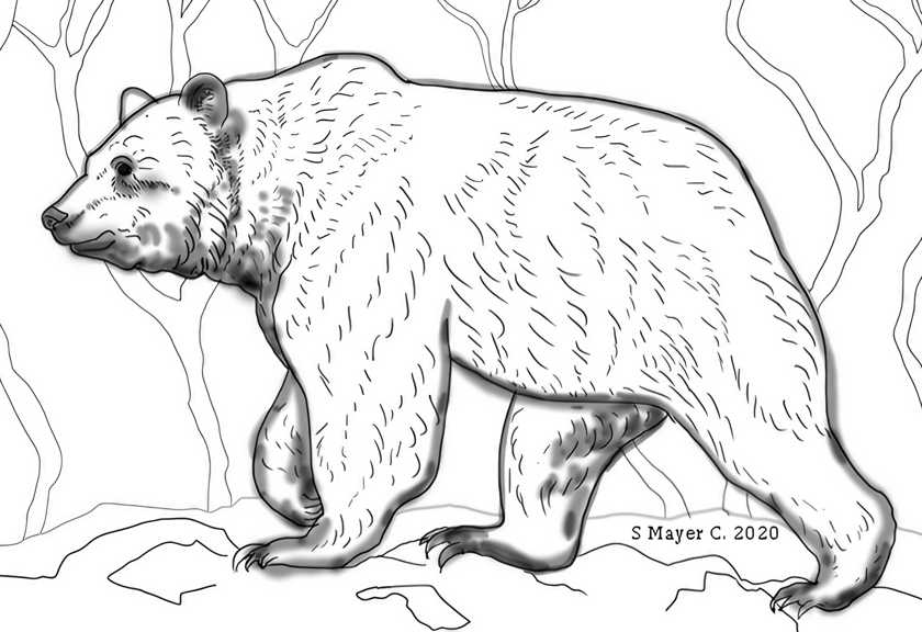 Grizzly bear to color