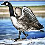 Canada goose