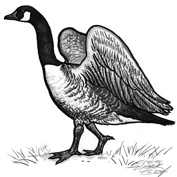 Canada goose by Stacey Mayer