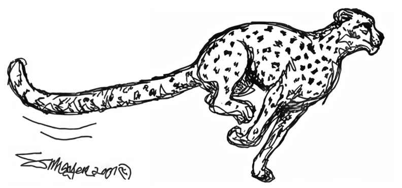 Running African cheetah