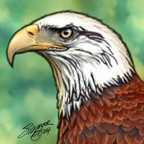 Bald Eagle Portrait