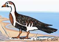 Meidan Egyptian Goose to Color