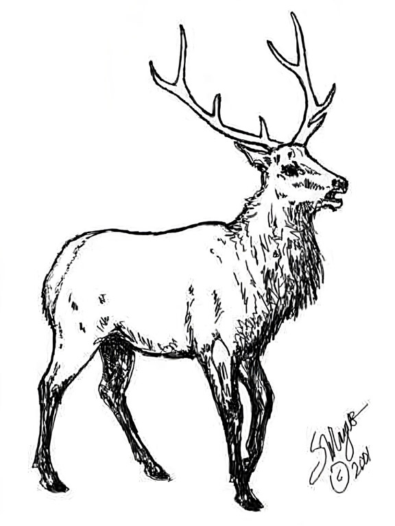 Roosevelt Elk to Color