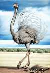 Dancing Ostrich